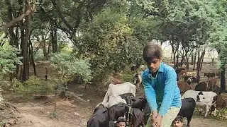 GAU SEWA SOCAIL WORK BY DSS SEWADAR SAINT DR. MSG