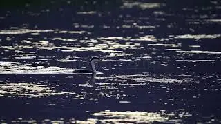 Stock Video - Grebe swimming in a salt river before it dives under the surface