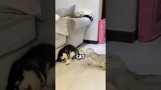 Poor Puppy Gets Bullied by Cat 😭