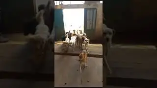 Our shelter in Bekaa, Lebanon. Please help us by sponsoring a dog's food😍