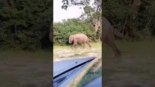 #Yala Api Srilanka Yala National park Elephant