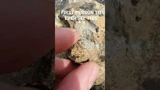 NEW FOSSIL FIND #shorts #crystals #rocks  #satisfying #youtubeshorts First human to ever see this 😮