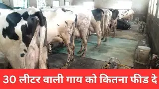 30 लिटर दूध का फीड मैनेजमेंट #dairyfarm #dairyproducts #udaipur #rajasthan #cow #kumbhalgarh #viral
