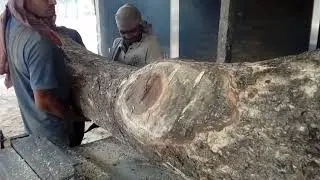 Advanced tree felling techniques from the saw mills of BD/Best techniques of cutting trees