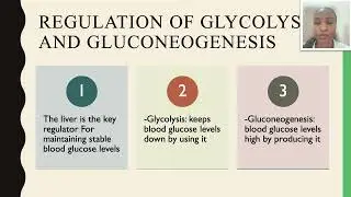 Overview of Glycolysis and Gbuconeogensis (emphasis on Aldolase B)