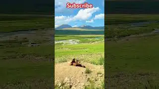 View Deosai Plain Skardu Pakistan