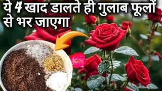 ये 4 खाद गुलाब मै डालते ही इतना फूल आएगा कि देखकर हैरान हो जाओगे।Rose plant care tip & fertilizer 