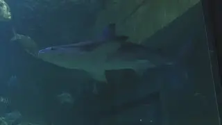 Education, conservation keys for N.C. Aquariums during Shark Week