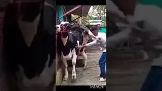 Cow kicks boy rudely #animals #shortsfeed #shortsvideo #shorts #short #cow #kick