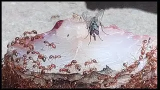 Ants attack food | Natural World