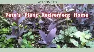 Welcome to Pete's Plant Retirement Home