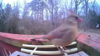 Backyard birds up close January 12, 2026