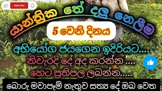 යාන්ත්&zwj;රීක තේ දලු නෙලීම|5 දිනය | Machinery tea plucking | 5th Day