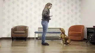 Goose - Diabetic Alert Dog - Obedience Phase 2