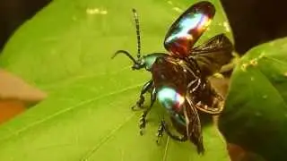 Espace Pour La Vie - Insectarium - un joli insecte