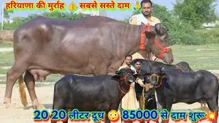 20 20 लीटर दूध 😳 85000 से दाम शुरू💥Low Prices Pure Murrah Super Buffalos for Sale with High Milking 