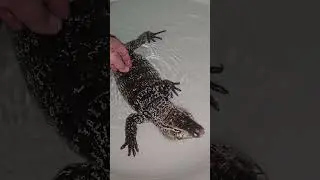 Teju argentyński... relacje można mieć z każdym zwierzęciem #animals #gady #terraria #teju #animals