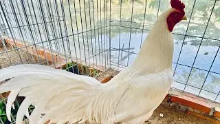 16/1 Tham Quan Top Úa Chân Xanh cùng e nhé @877.535.503