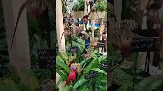 Orchid Show EOC@Dresdner Ostern Germany 2024