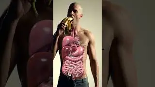 Banana Digestion Inside the Human Body | 3D Digestive System Animation