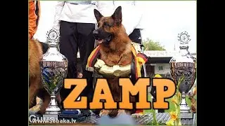 بطل لعالم للجيرمن شيبرد لسنة      VA1 Zamp Thermodos BSZS 2006