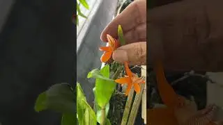 Dendrobium unicum #orchidflowers #miniorquidea #garden