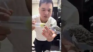 Feeding my budgies by hand&mdash;where love meets trust 