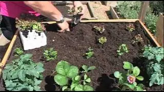 HOW TO... Plant a Vegetable Trug