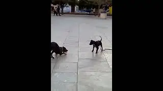 Cute & Funny 2 Dog Puppies Playing games Malaga Adorable