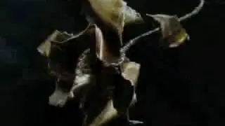 Matalrose.MP4