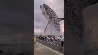 largest blue whale #viral