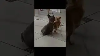 Гороховый супик #funnycats #funnydogs #funnyvideos #catshorts #kittycat #catvideos #catlovers #dog