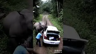 CCTV Footage: Wild Rhino Attacks Parked Car 😱