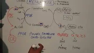Mecanismo de Accion del Metronidazol @mauroentropico