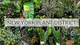 Houseplant Tour: New York City Plant District