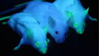 The Bright Green World of GFP