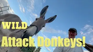 Want A Wild BLM Burro, Watch This First | BLM Burro