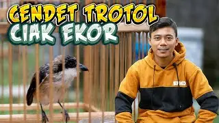 Mengatasi dan Penyebab Cendet Trotol Ciak Ekor
