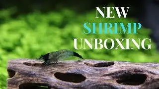 Carbon Rili Shrimp - Unboxing Video from Flip Aquatics