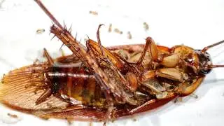 Ants vs Cockroach Timelapse | 4K Video