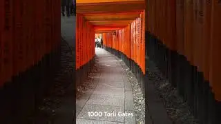 I visited a Shinto Shrine with 1000 Torii Gates.