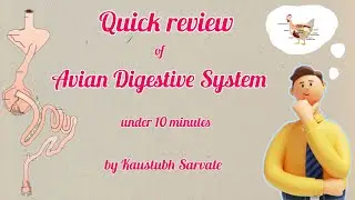 Avian digestive system - quick review by Kaustubh Sarvate