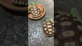 Twins Tortoise like to eating food | Mukbang 🐢🐢