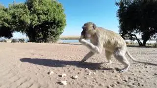 Aapje (monkey) @ Ihaha campsite in Chobe National Park Botswana GOPRO