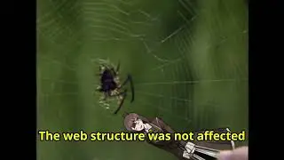 THIS SPIDER IS ON A DRUG CALLED [HOD]