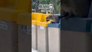 Florida Raccoon Living up to the Trash Panda Reputation!