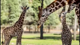Taronga Western Plains Zoo - Dubbo, Australia