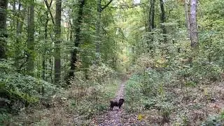 Spaziergang mit Mogly 💞 | im W&auml;ldchen der Herbst 
