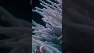 🐟🐠 Subscribe for more videos