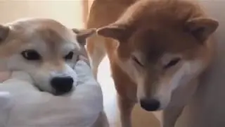 excited shibes (on bepis)